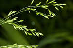 Clustered fescue